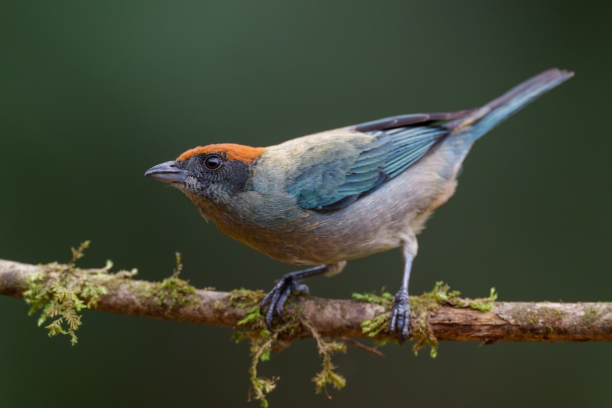 Scrub Tanager - ML629346374