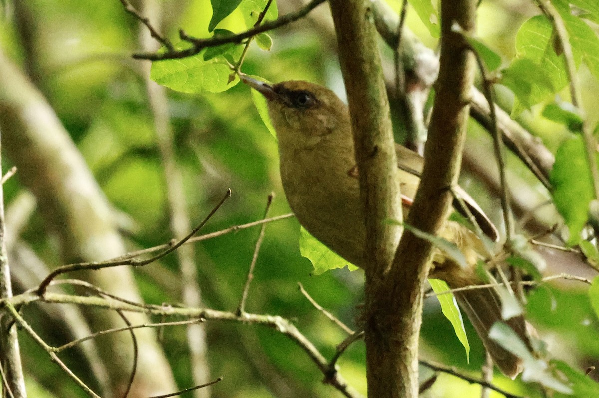 Pulitzer's Longbill - ML629346429