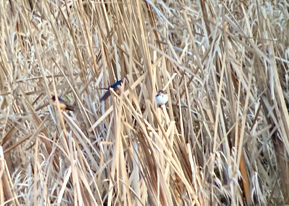Barn Swallow - ML629346449