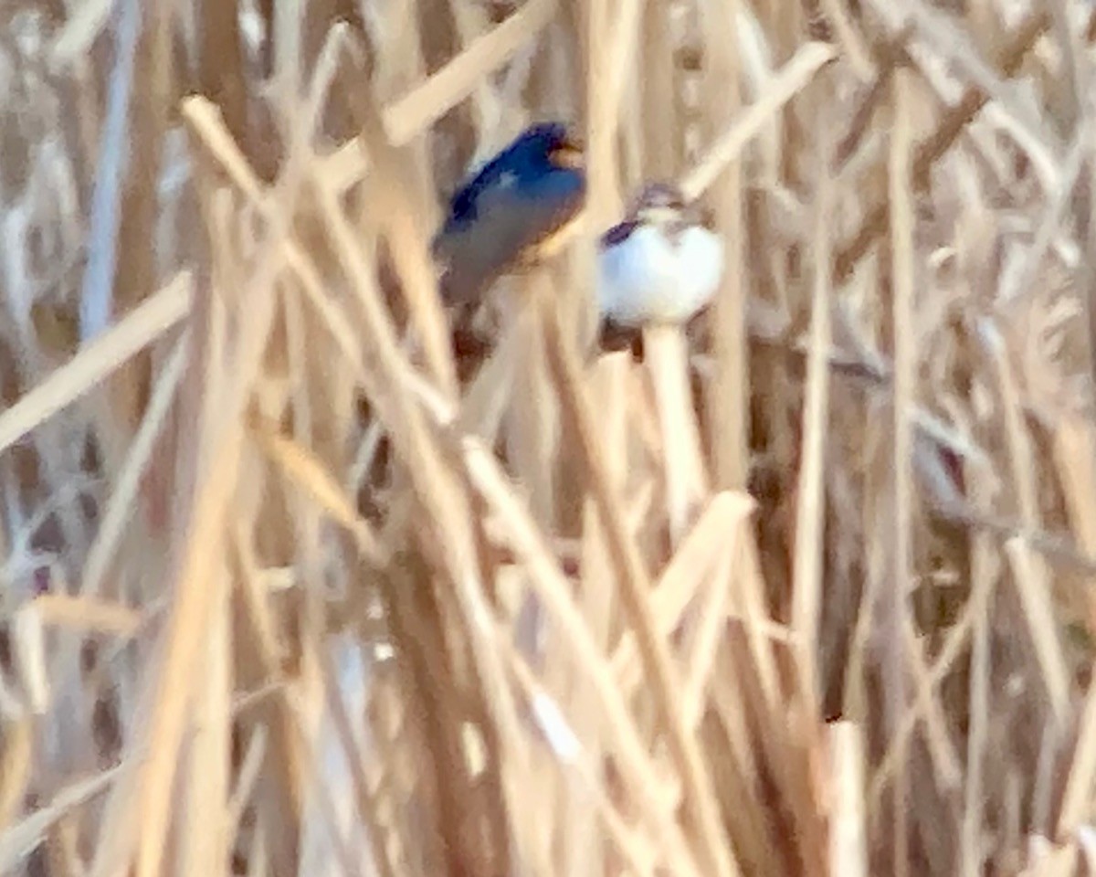 Barn Swallow - ML629346465