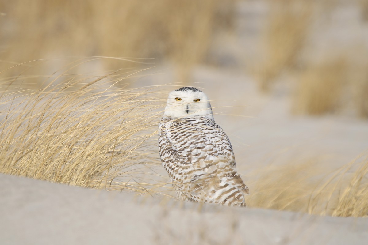 Snowy Owl - ML629346777