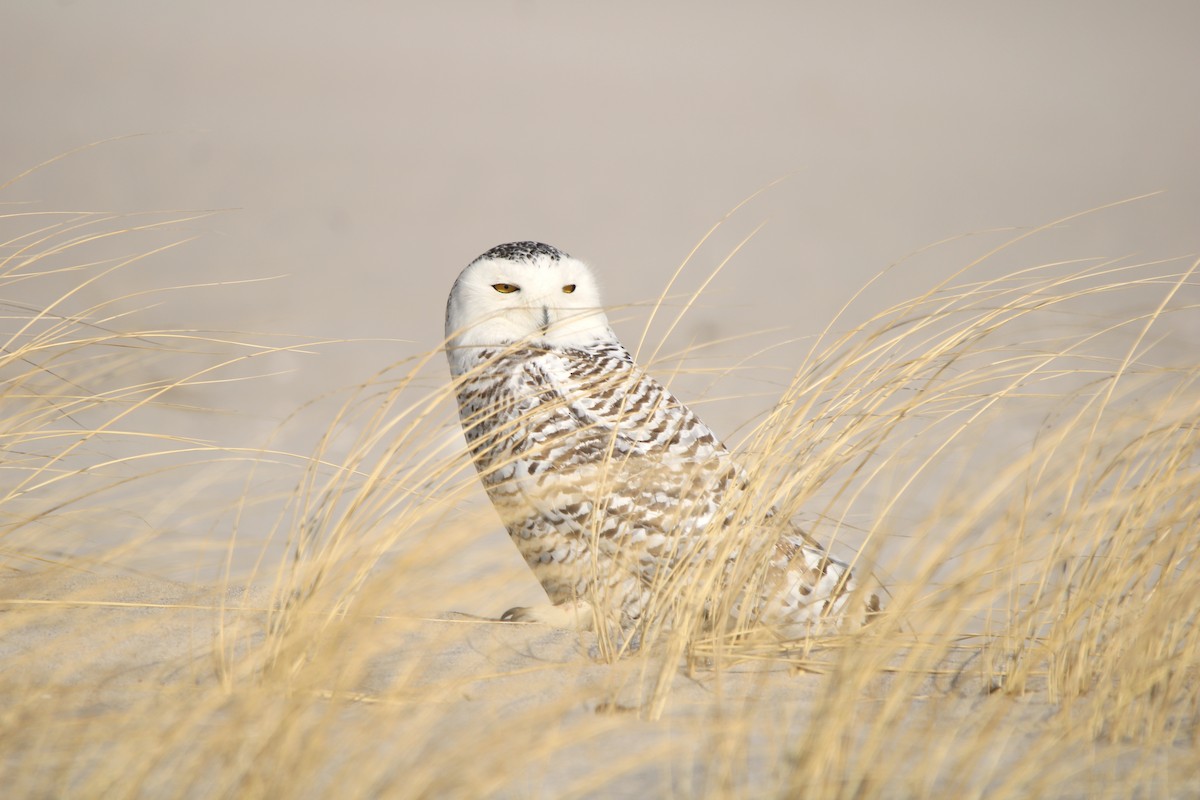 Snowy Owl - ML629346778