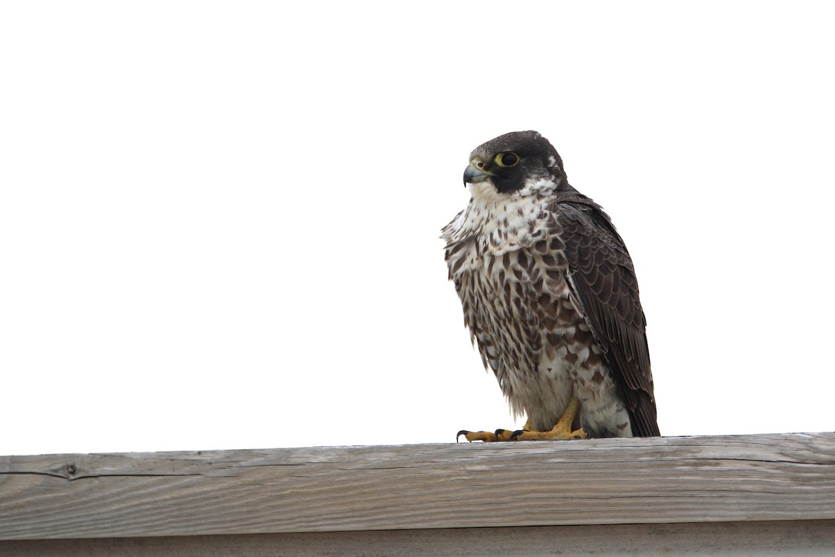 Peregrine Falcon - ML629346787