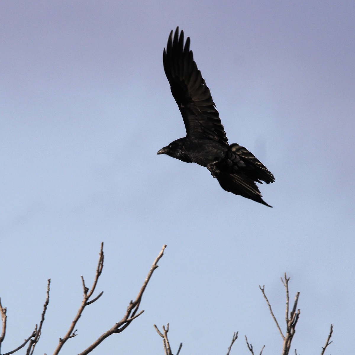 Common Raven - ML629346792