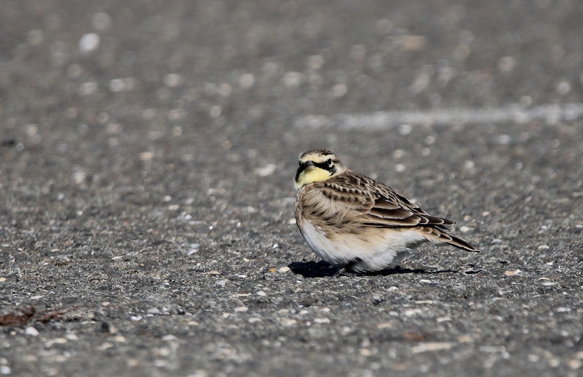 Horned Lark - ML629346803
