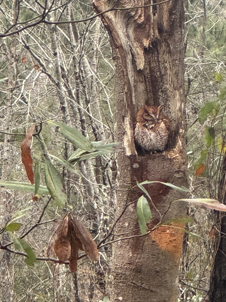 Eastern Screech-Owl - ML629346821