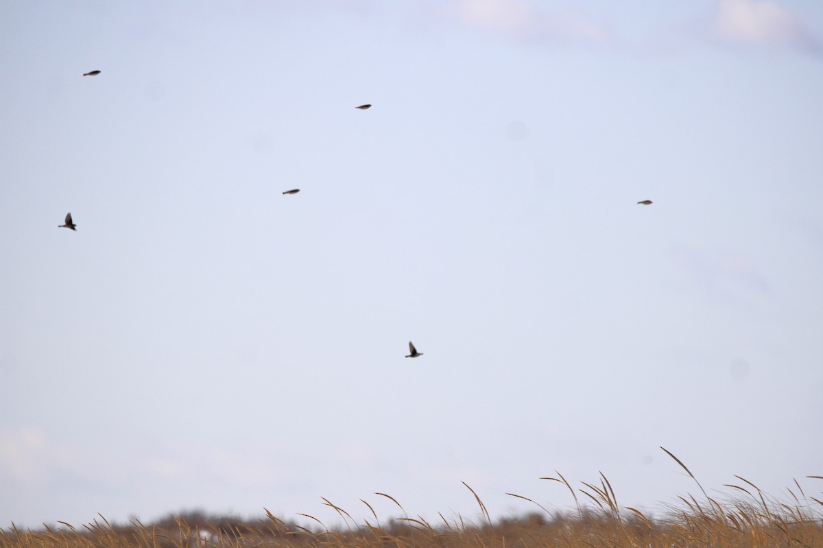 Lapland Longspur - ML629346827