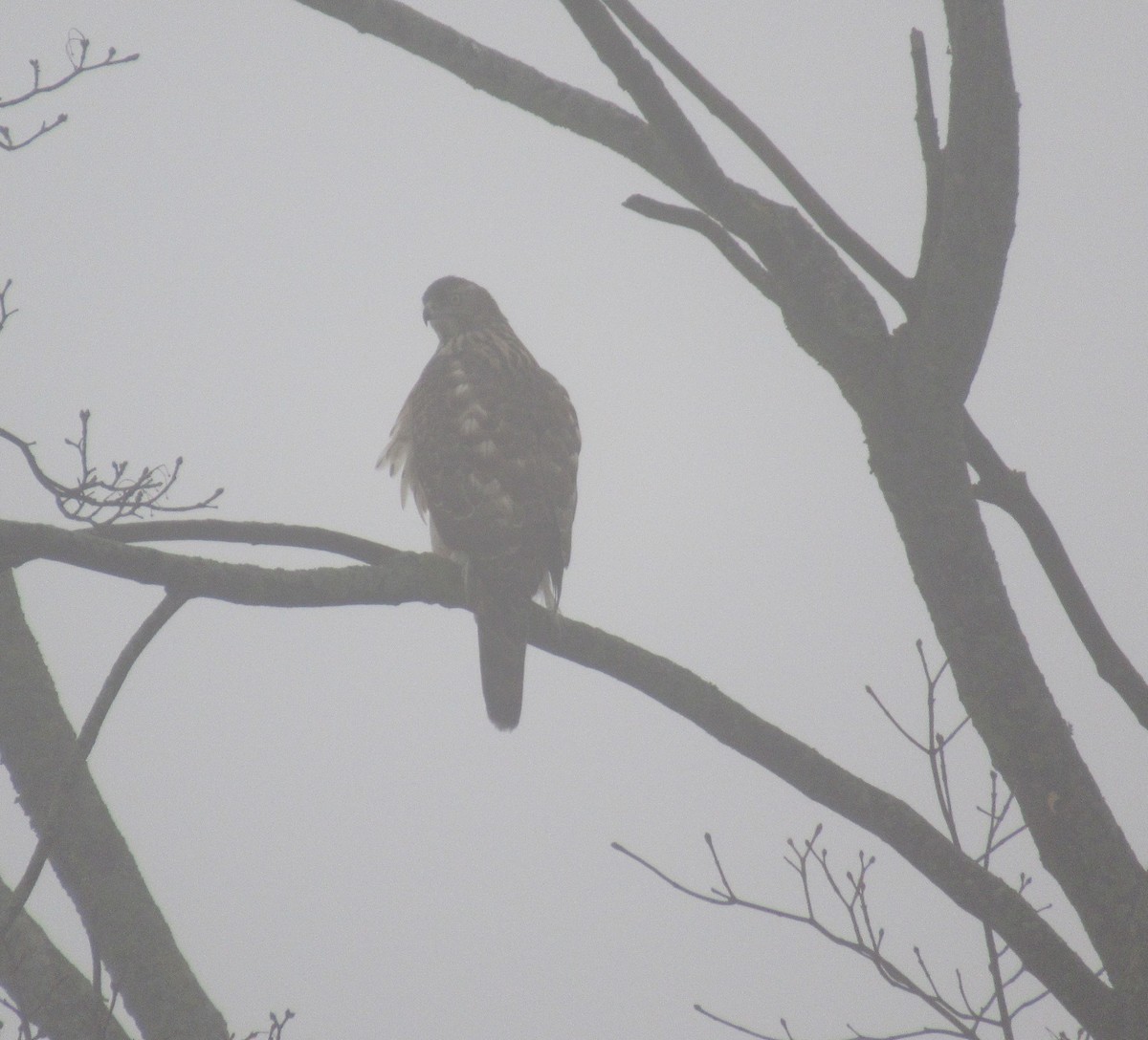 Eurasian Goshawk - ML629346837
