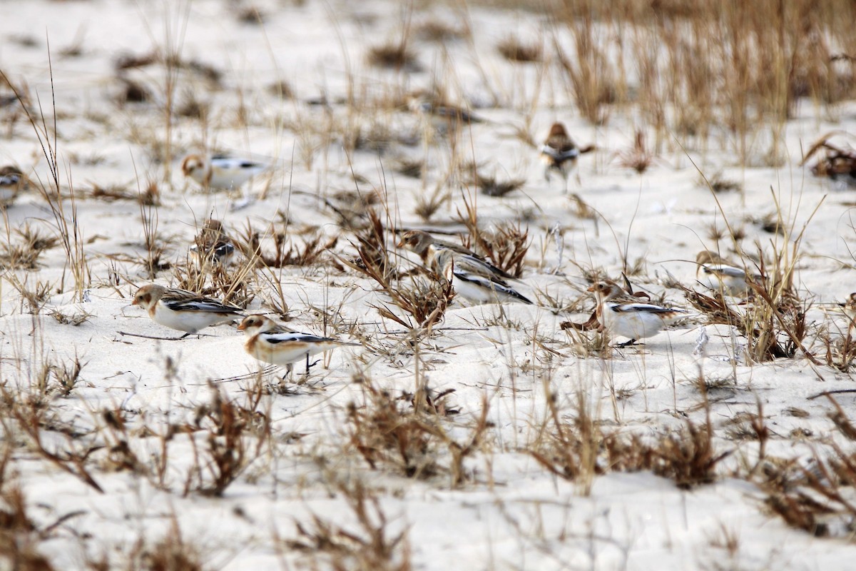 Snow Bunting - ML629346838