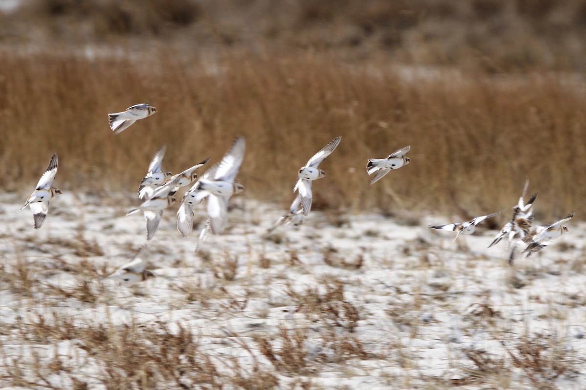 Snow Bunting - ML629346839