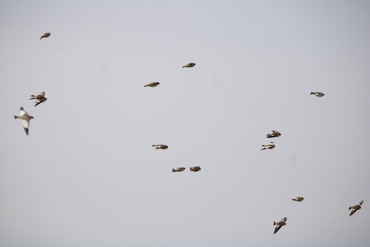 Snow Bunting - ML629346841