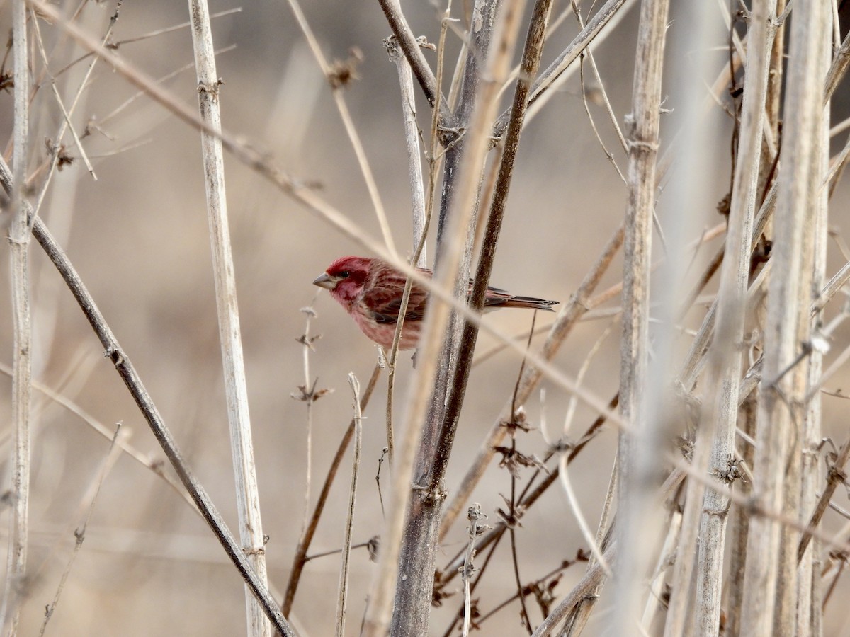 Purple Finch - ML629346851