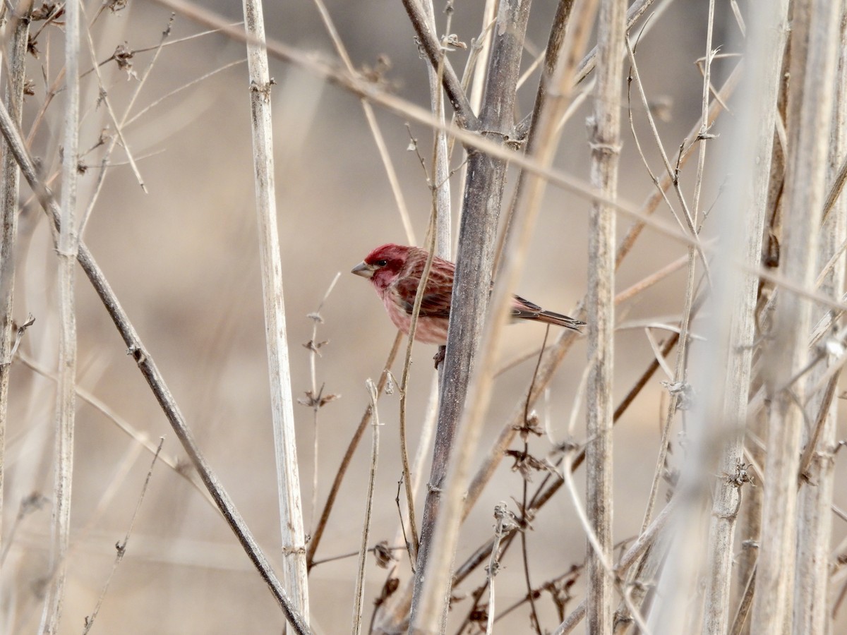 Purple Finch - ML629346852