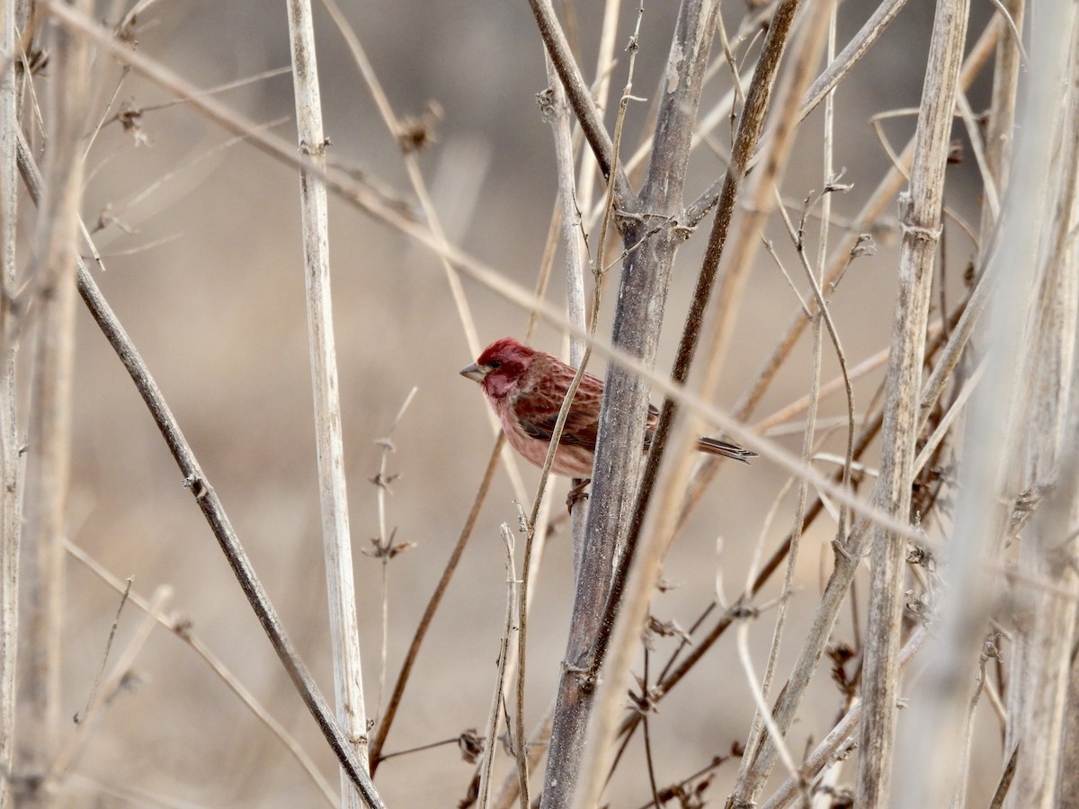 Purple Finch - ML629346853