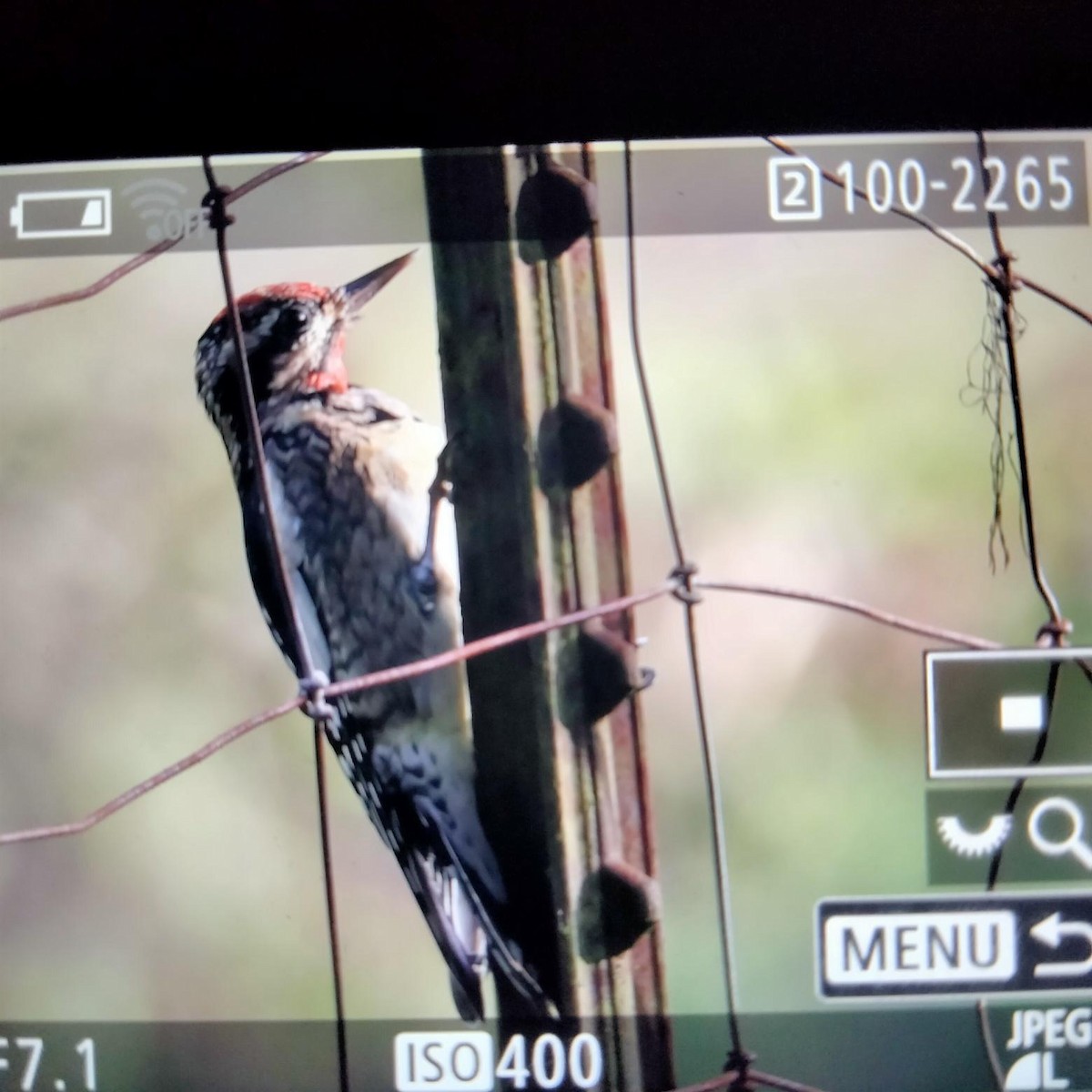 Yellow-bellied Sapsucker - ML629346894
