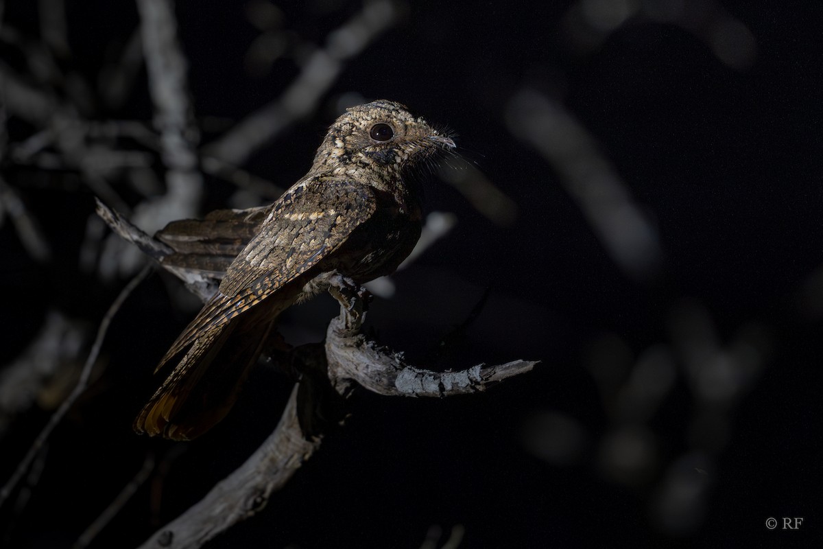 Cuban Nightjar - ML629346900
