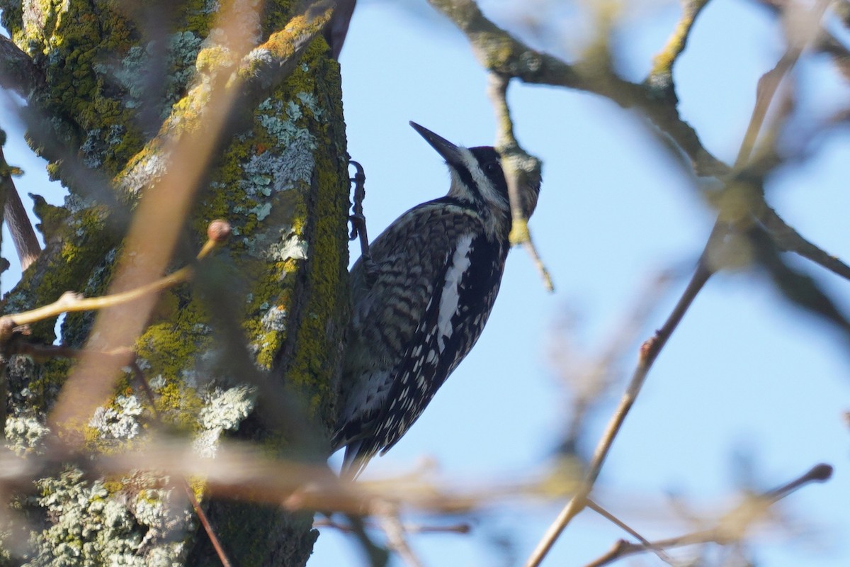 Pic maculé - ML629346931