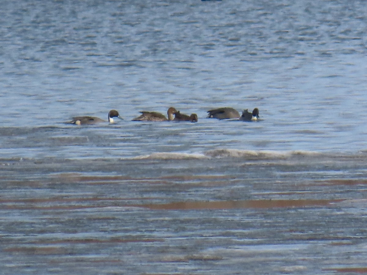 Canard pilet - ML629346966