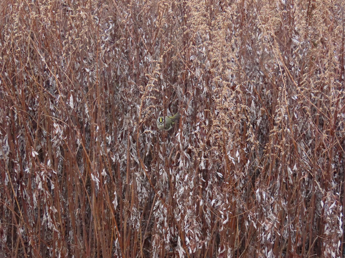 Roitelet à couronne dorée - ML629346973