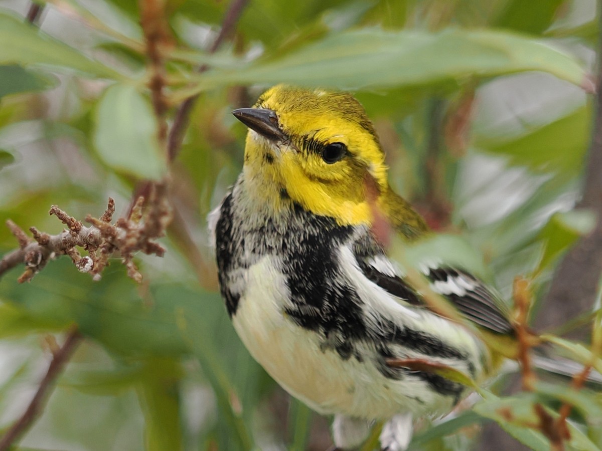 Black-throated Green Warbler - ML629347087