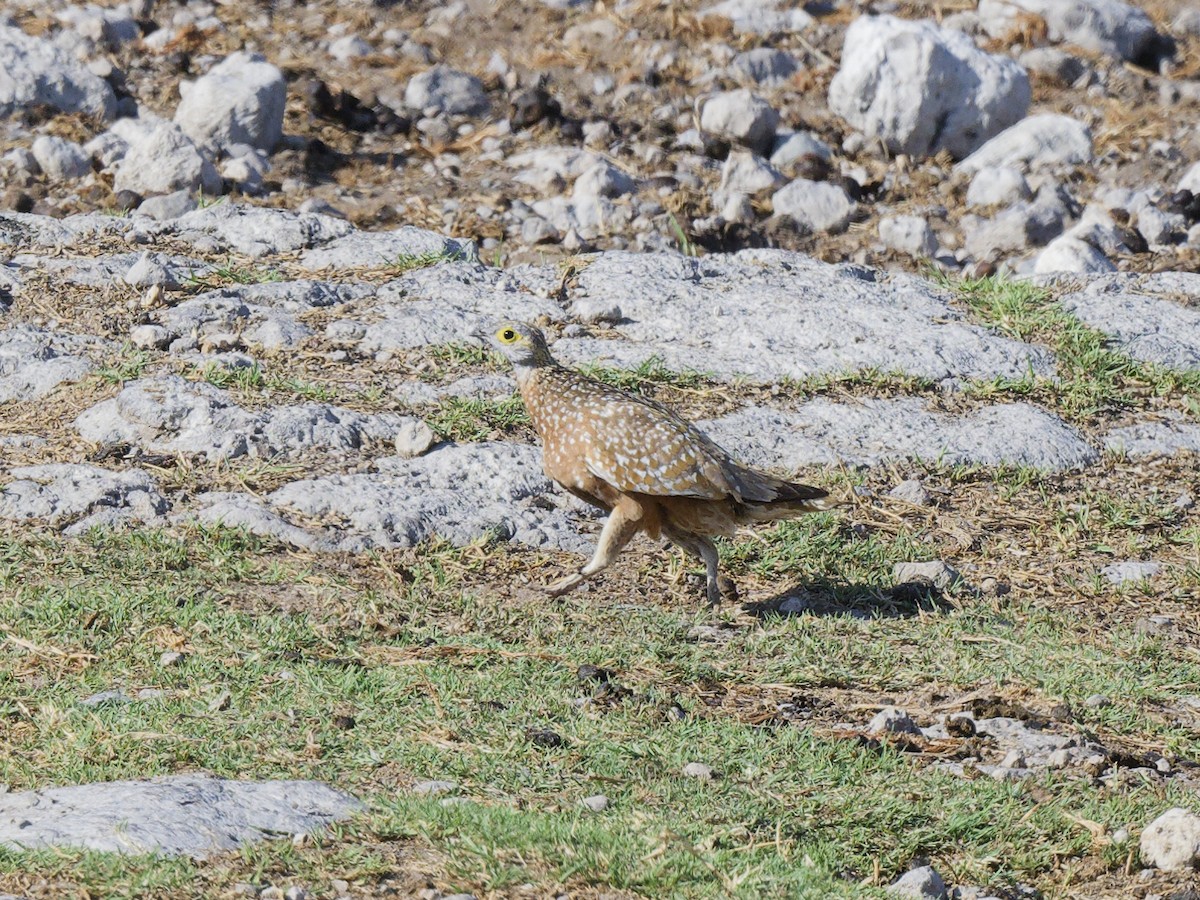 Burchell's Sandgrouse - ML629347360