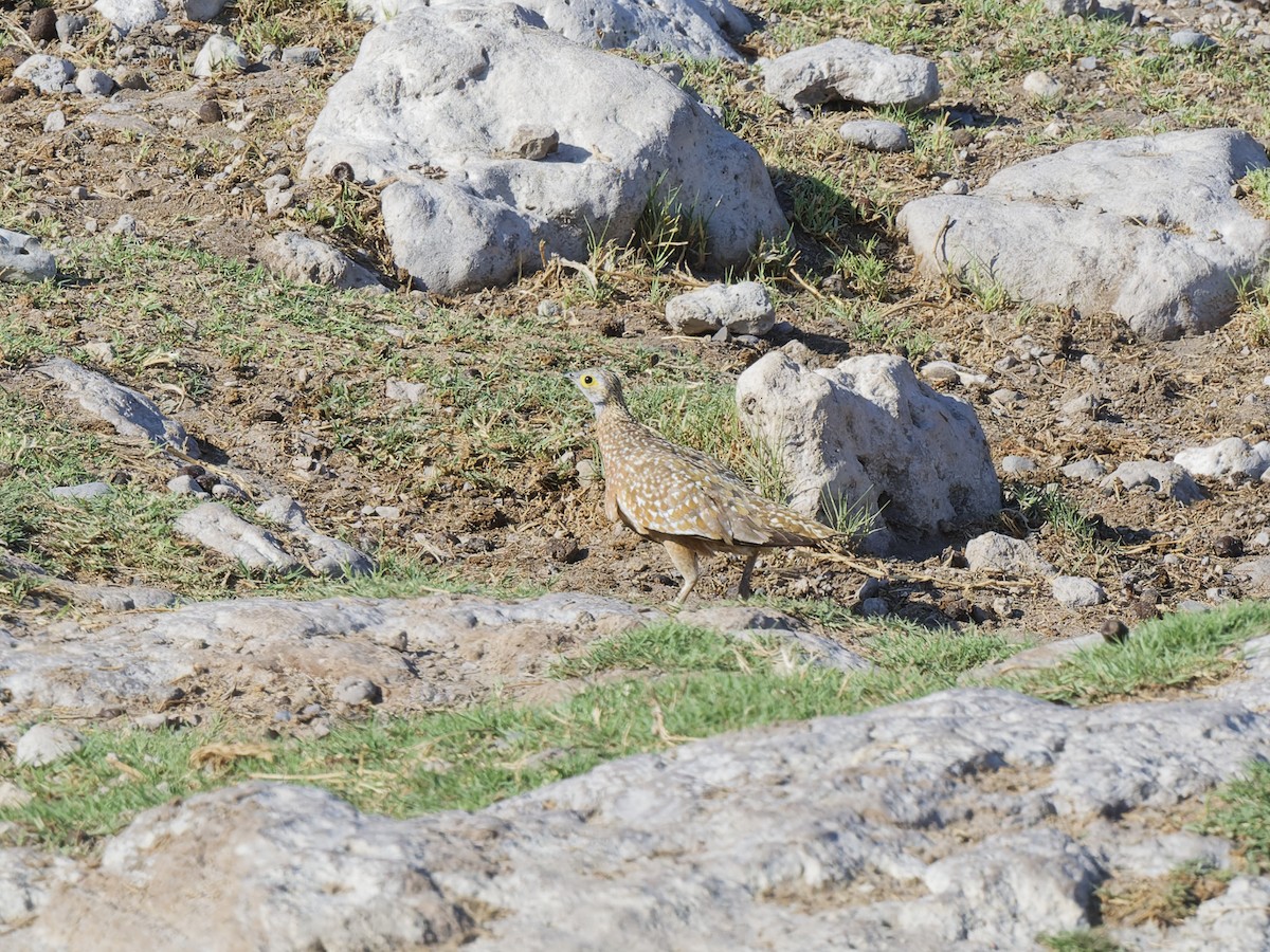 Burchell's Sandgrouse - ML629347361