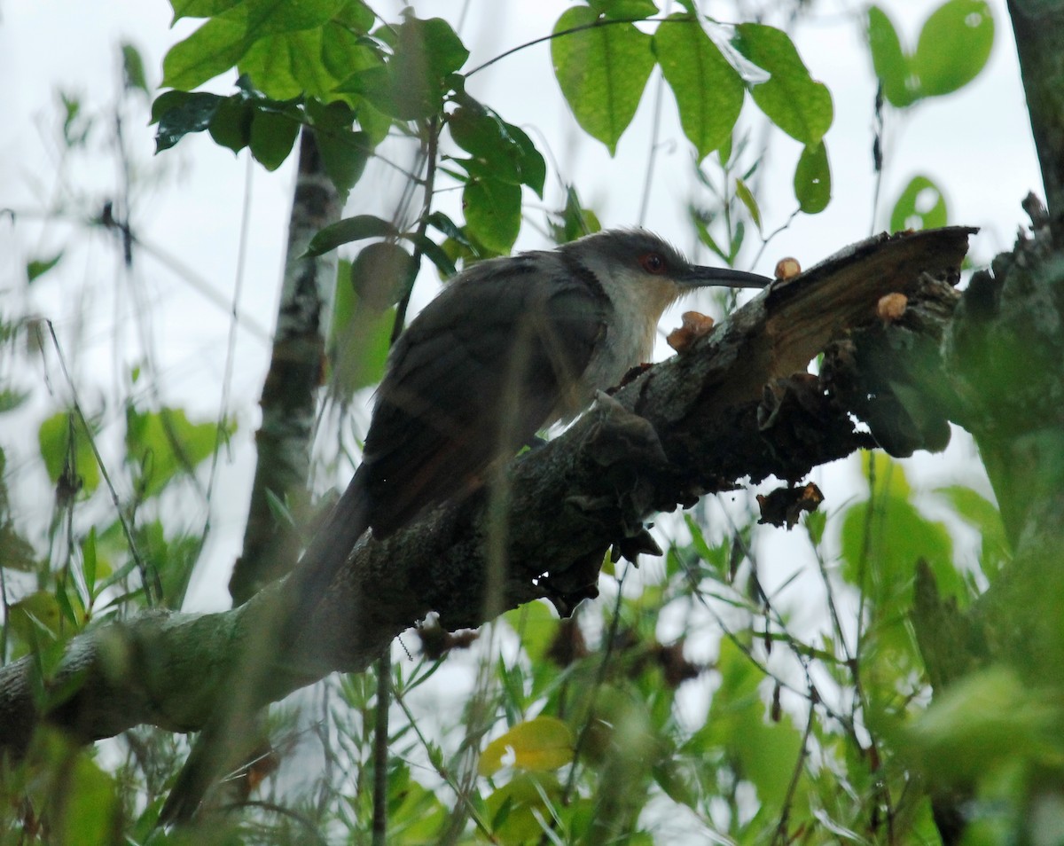 Hispaniolan Lizard-Cuckoo - Matt Baumann