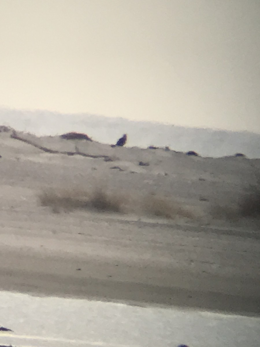 Ferruginous Hawk - ML629347772