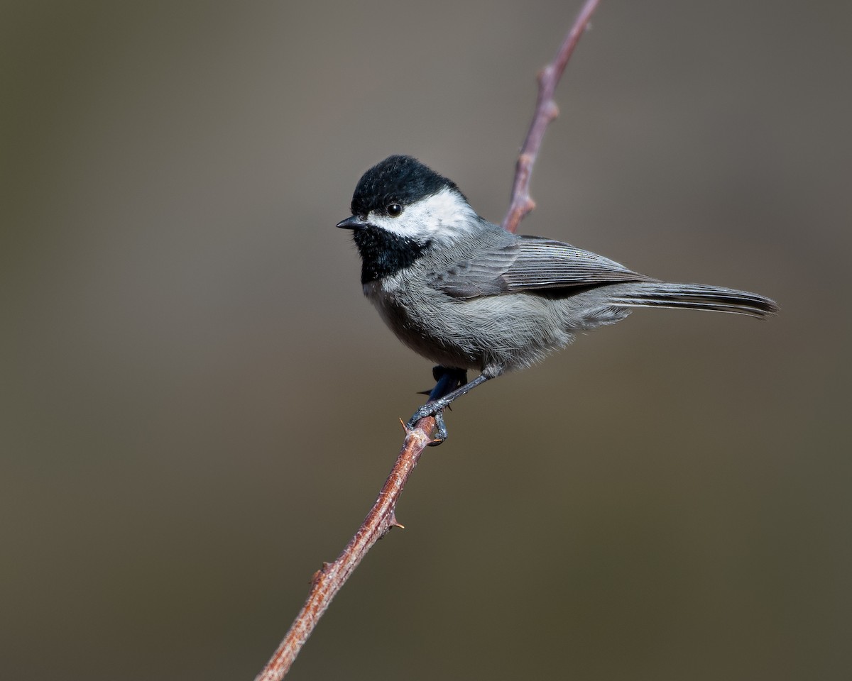 Mexican Chickadee - ML629347887