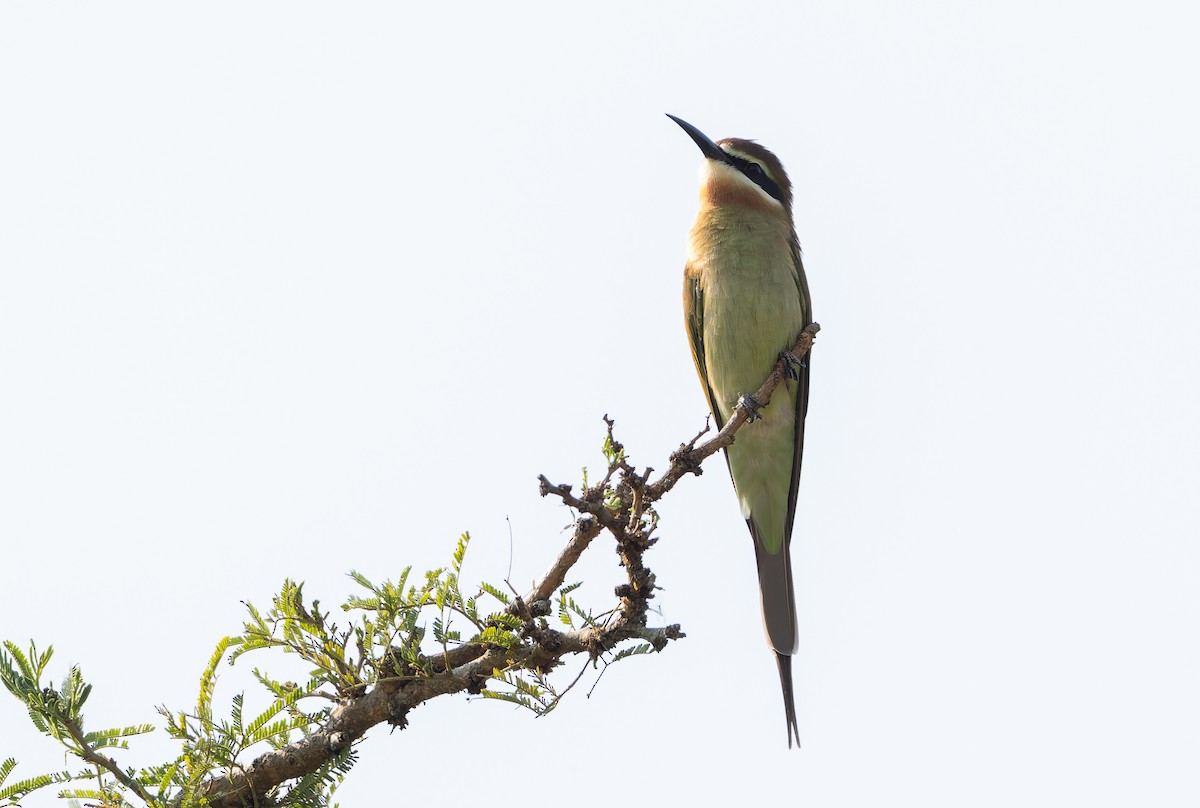 Olive Bee-eater - ML629348284