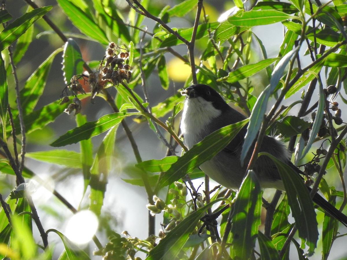 Black-capped Warbling Finch - ML629348324