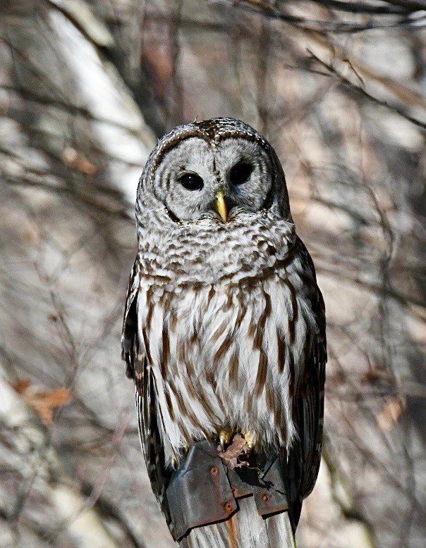 Barred Owl - ML629348564