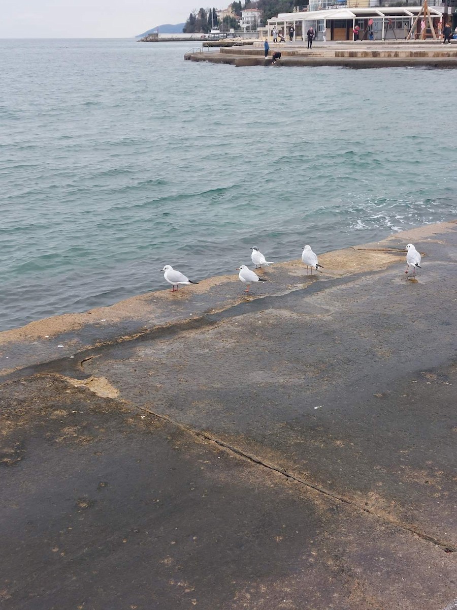 Sandwich Tern - ML629348772