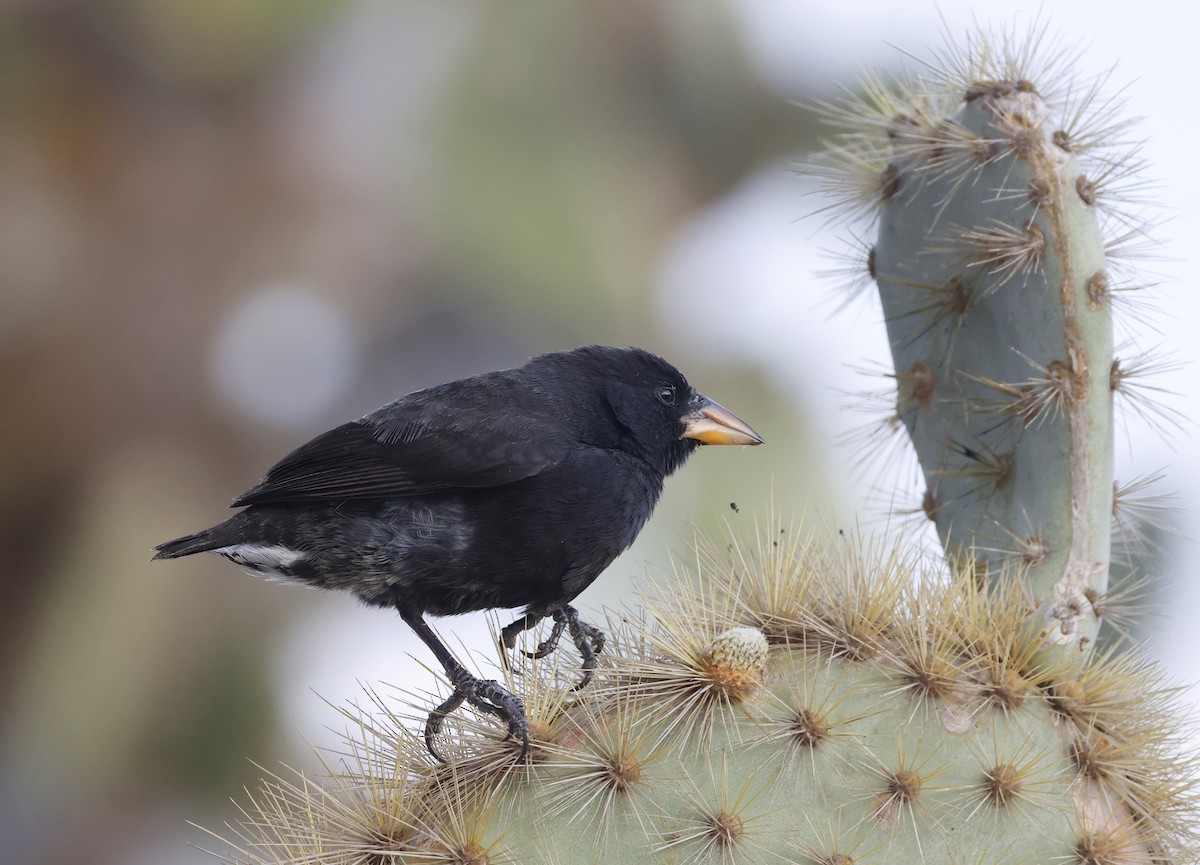 Common Cactus-Finch - ML629348955