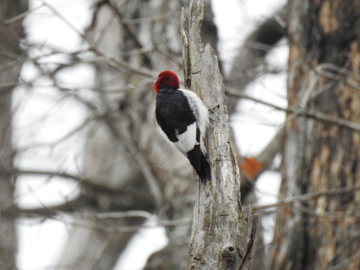 Red-headed Woodpecker - ML629349001