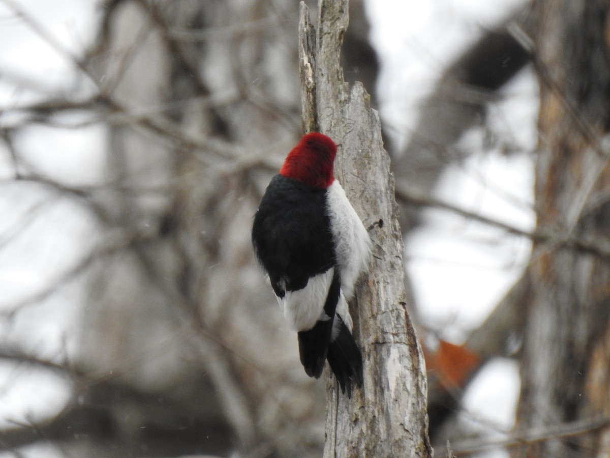 Red-headed Woodpecker - ML629349002