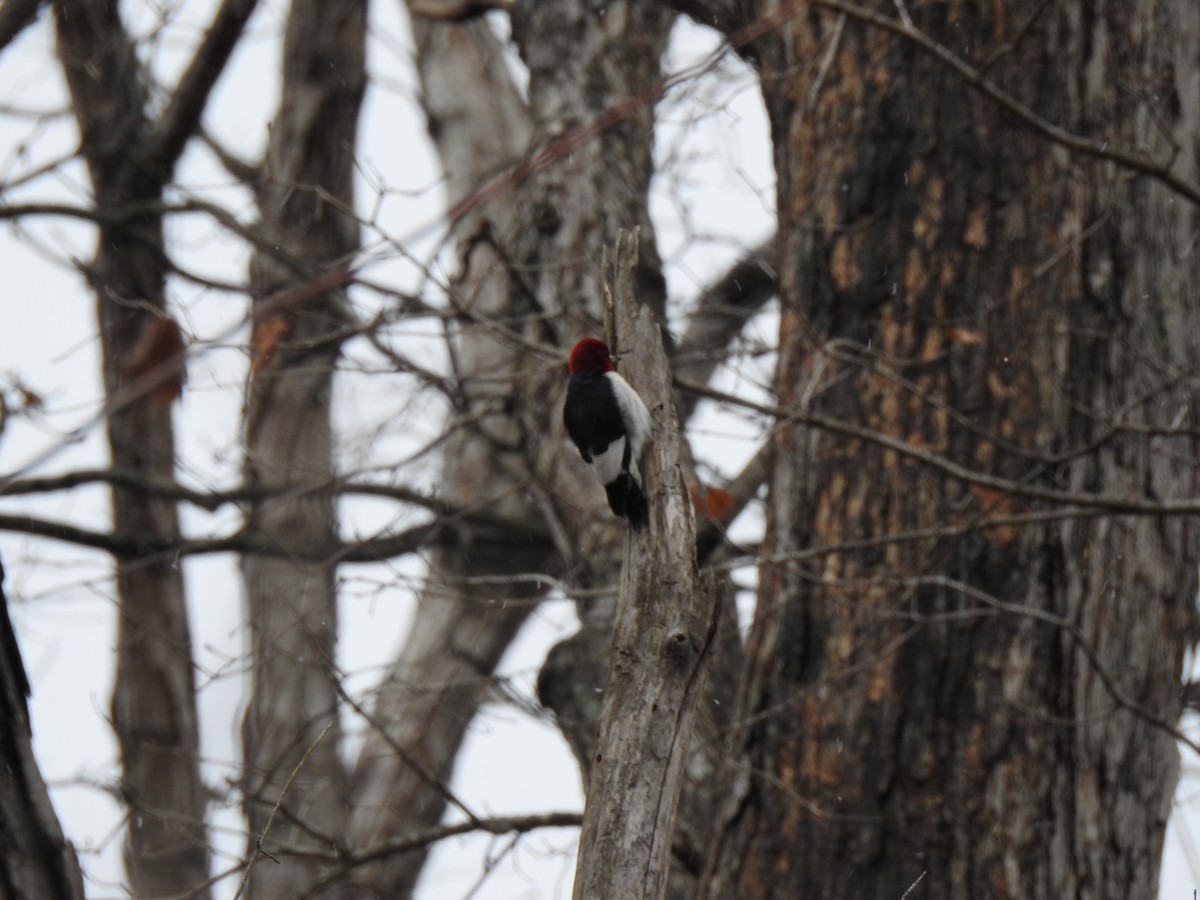 Red-headed Woodpecker - ML629349003