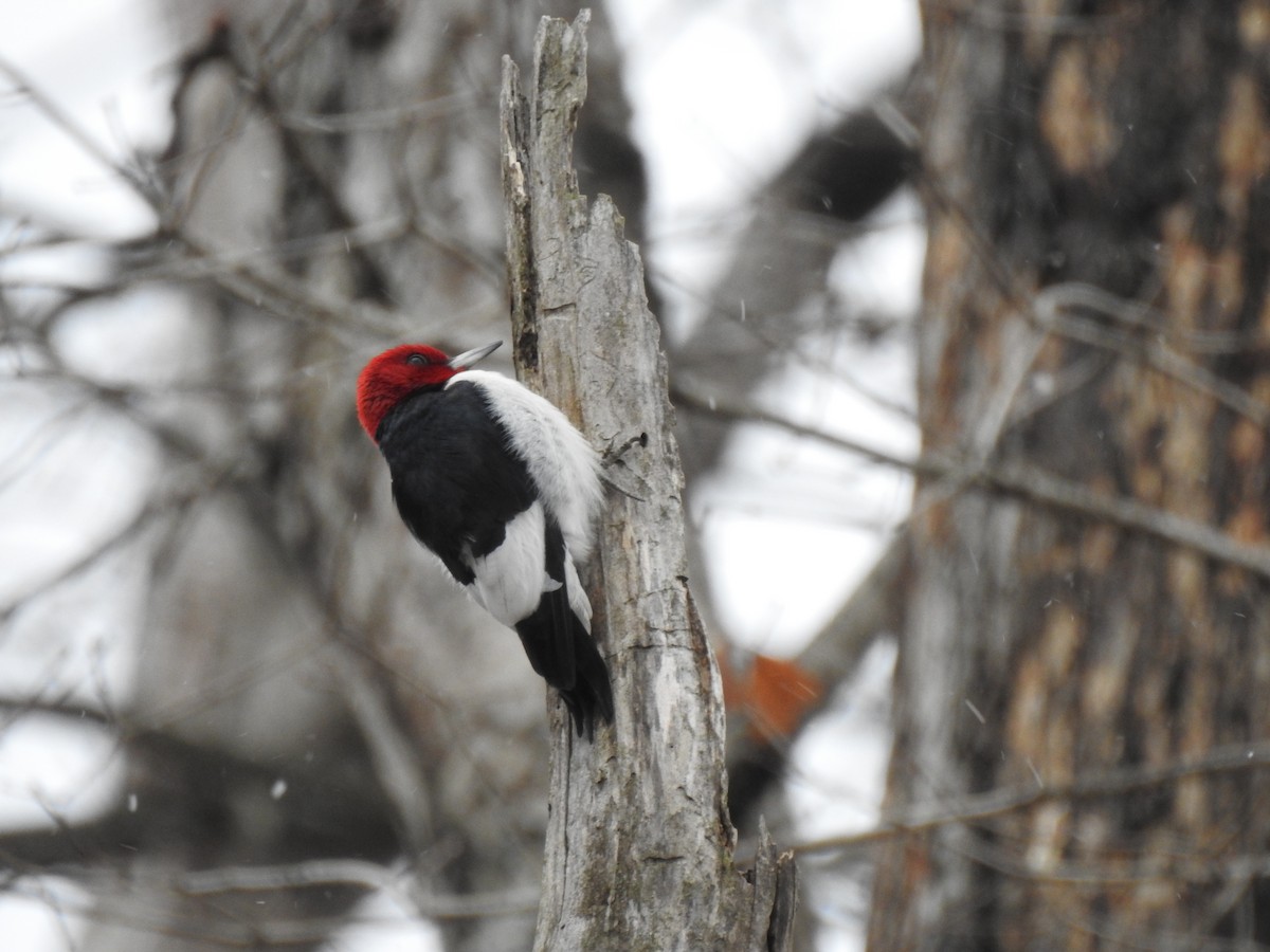 Red-headed Woodpecker - ML629349004