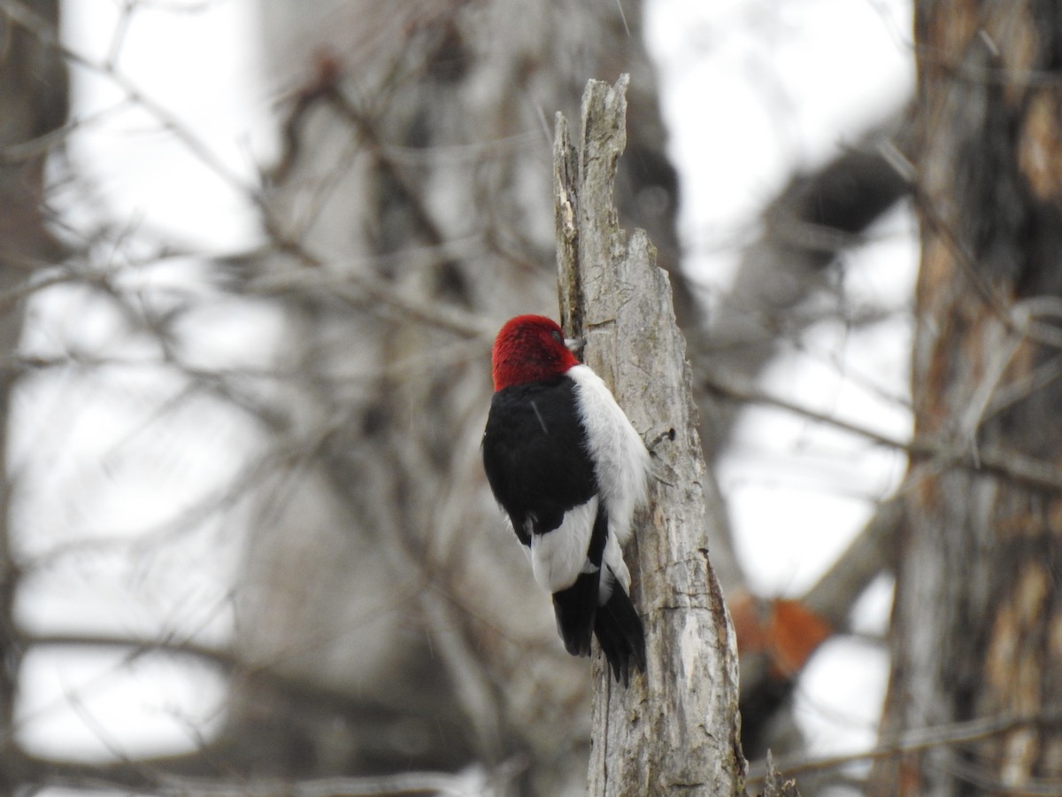 Red-headed Woodpecker - ML629349005