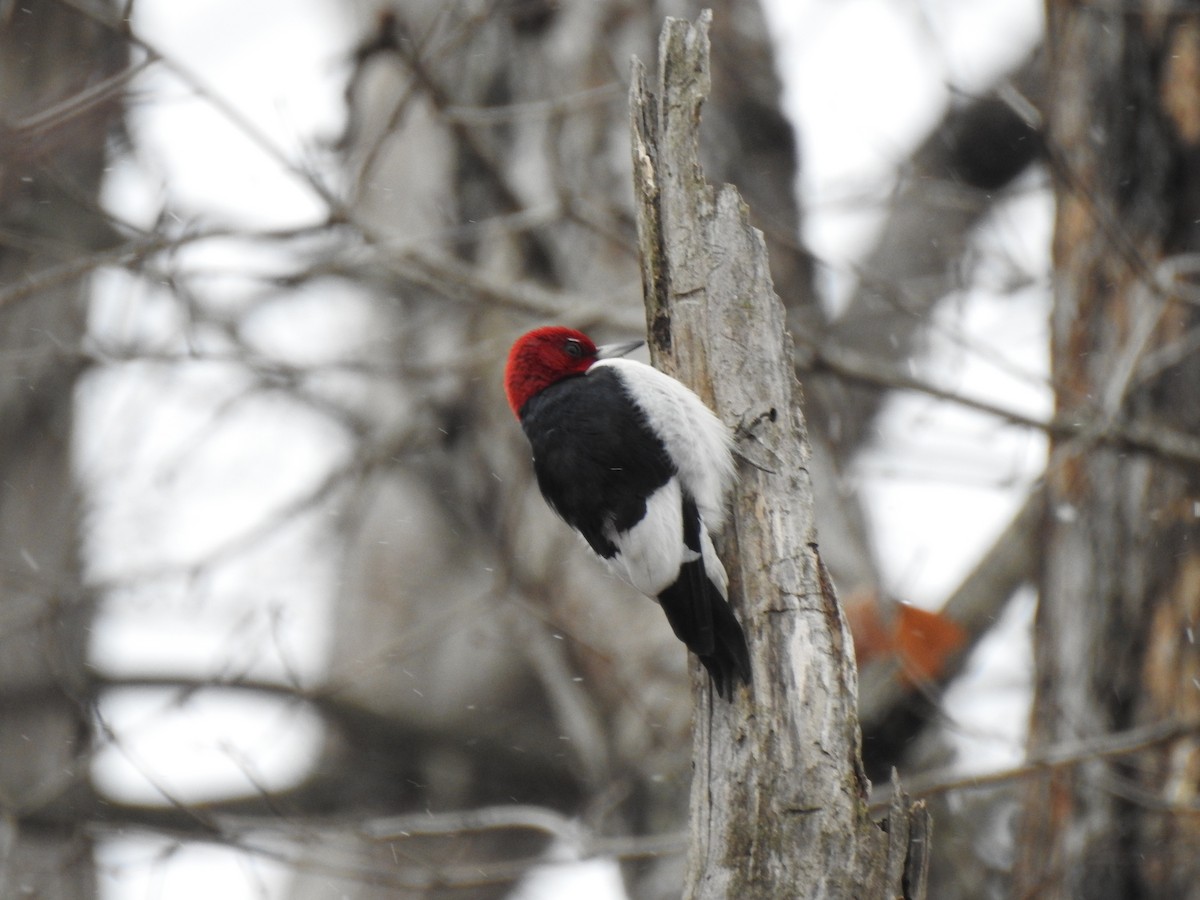 Red-headed Woodpecker - ML629349006