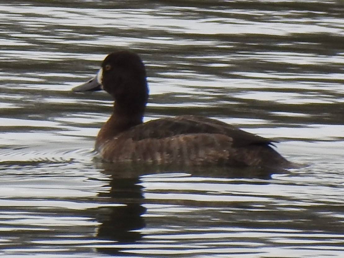 Lesser Scaup - ML629349074