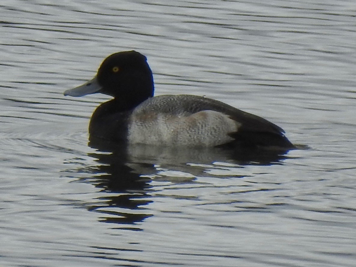 Lesser Scaup - ML629349075