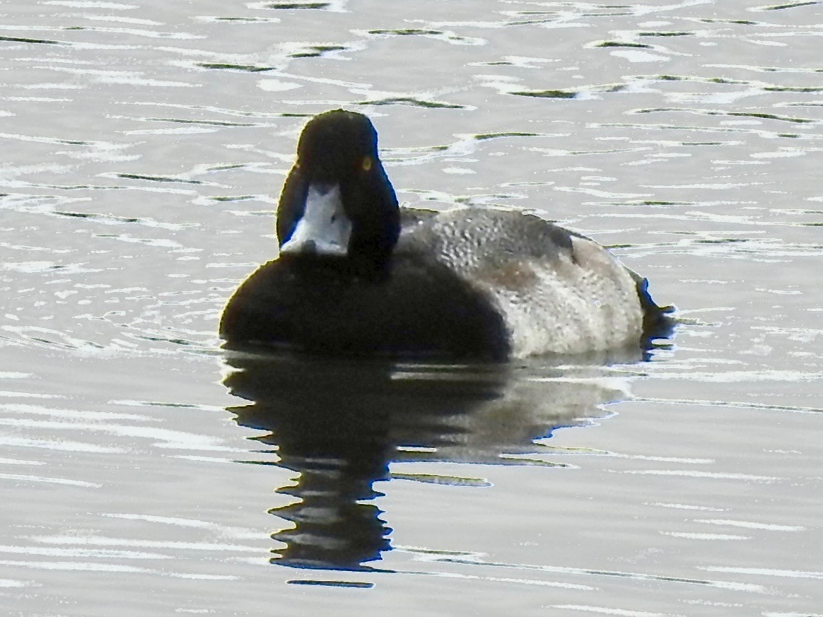 Lesser Scaup - ML629349076