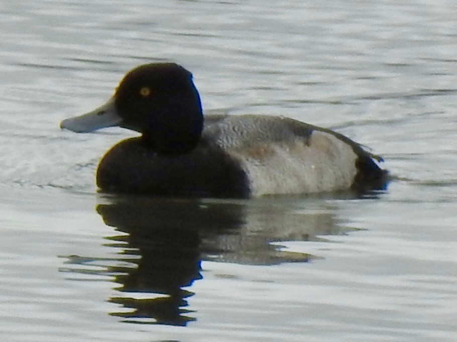Lesser Scaup - ML629349077