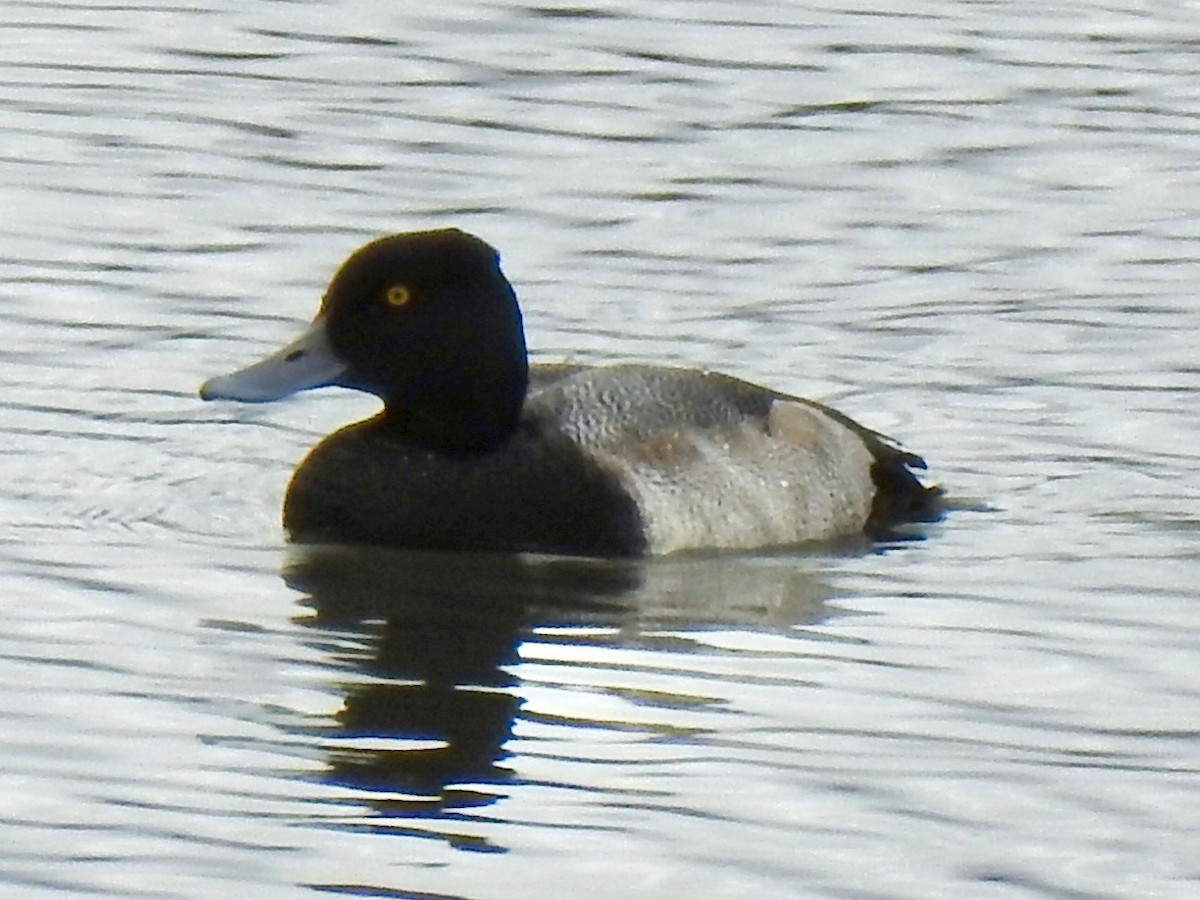 Lesser Scaup - ML629349078