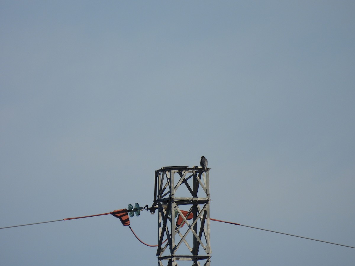 Peregrine Falcon - ML629349444