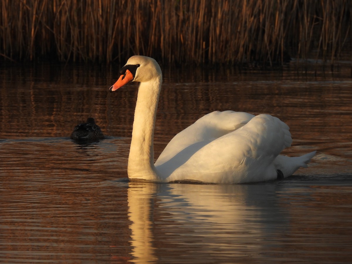 Mute Swan - ML629349485