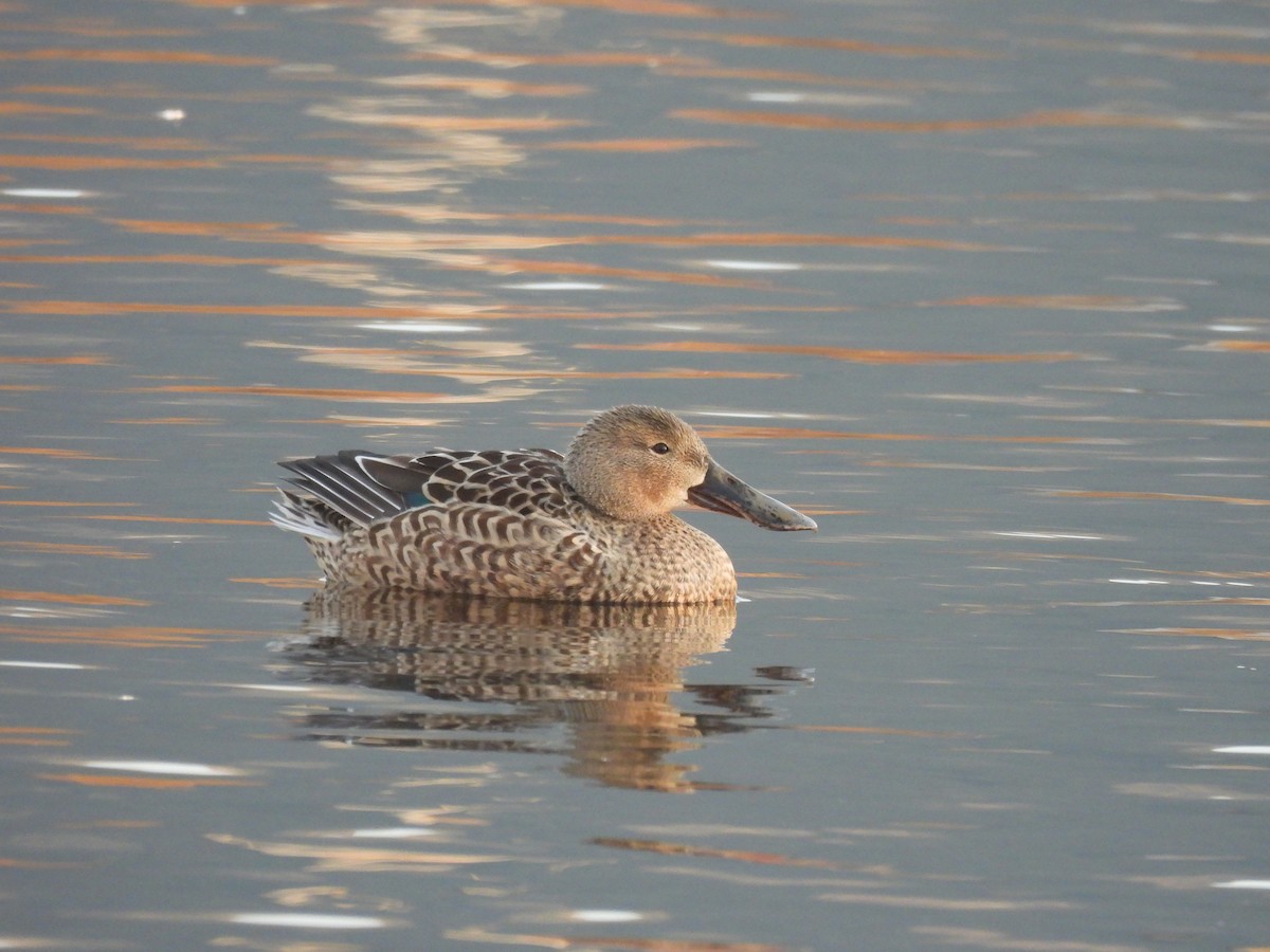 Northern Shoveler - ML629349493