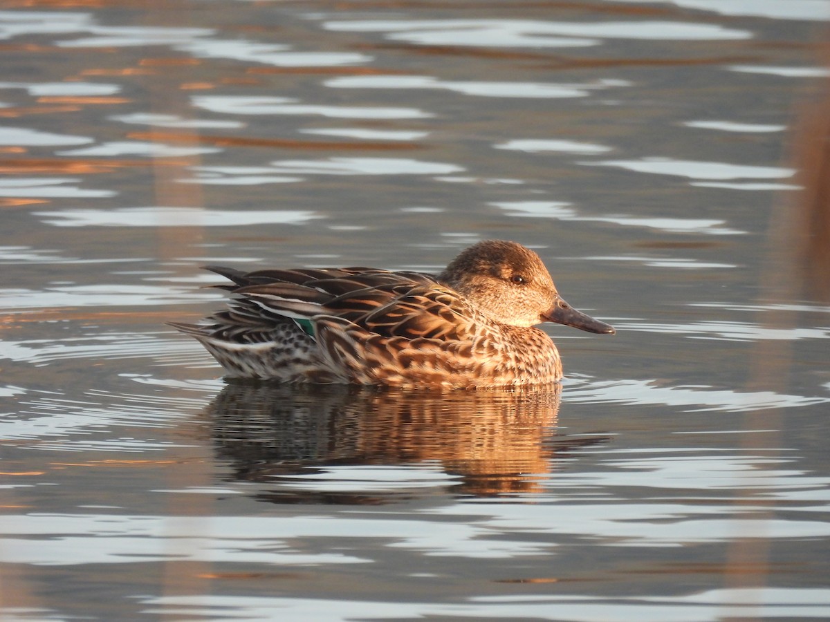 Green-winged Teal - ML629349518
