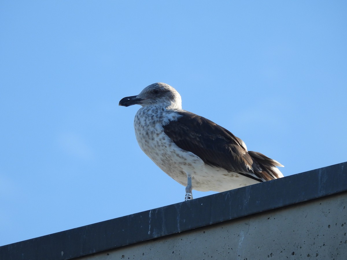 Kelp Gull - ML629349558